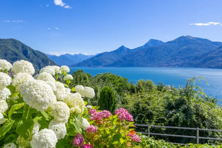 Ortensie in fiore e panorama aperto sul Lago di Como da Apartment Maria a Menaggio